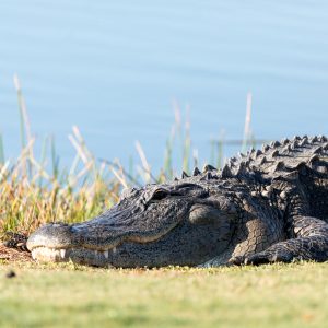 How Many Golfers Die From Alligators