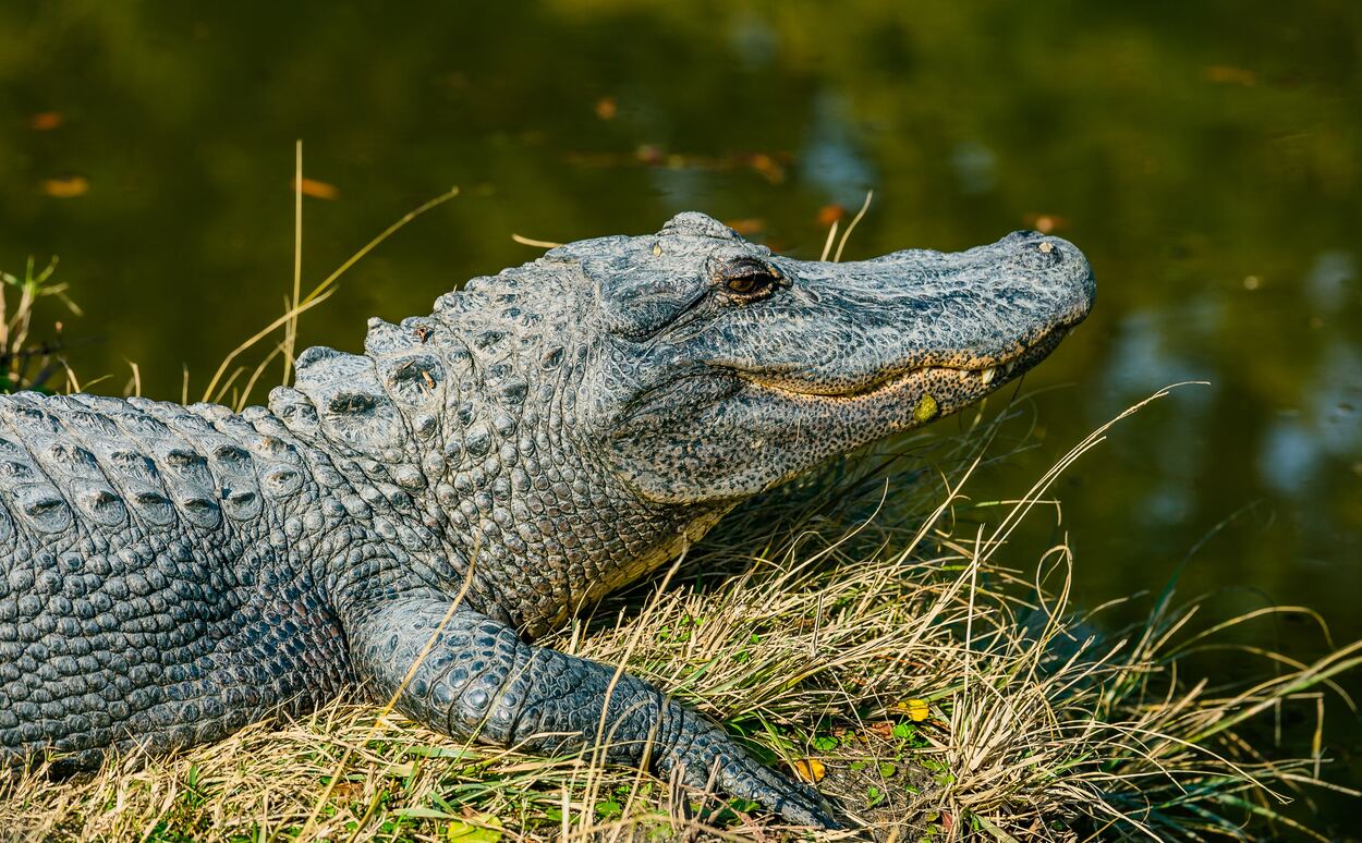 Alligator near the lake. 
