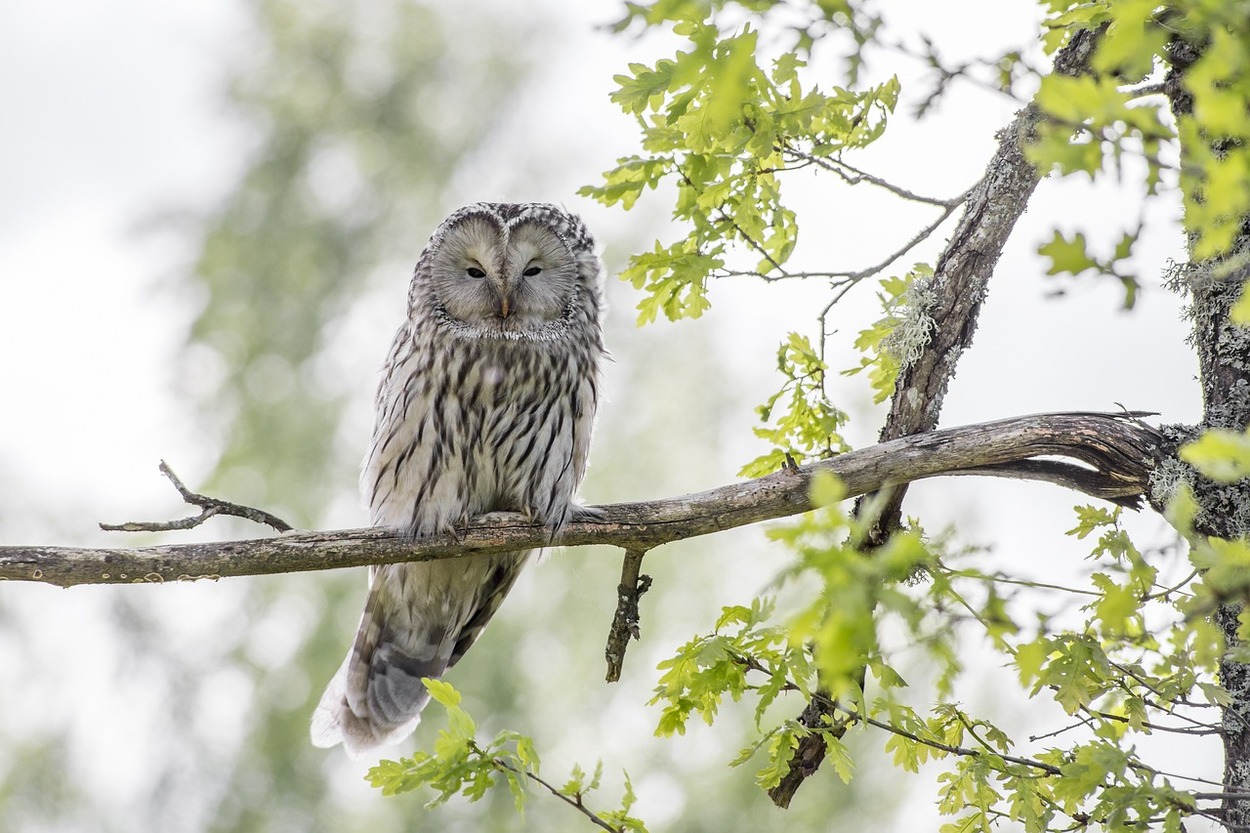 Owl sitting on a branch of a tree